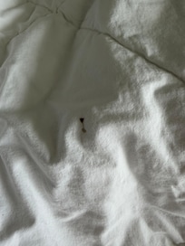 Not sure what wa on the sheets!