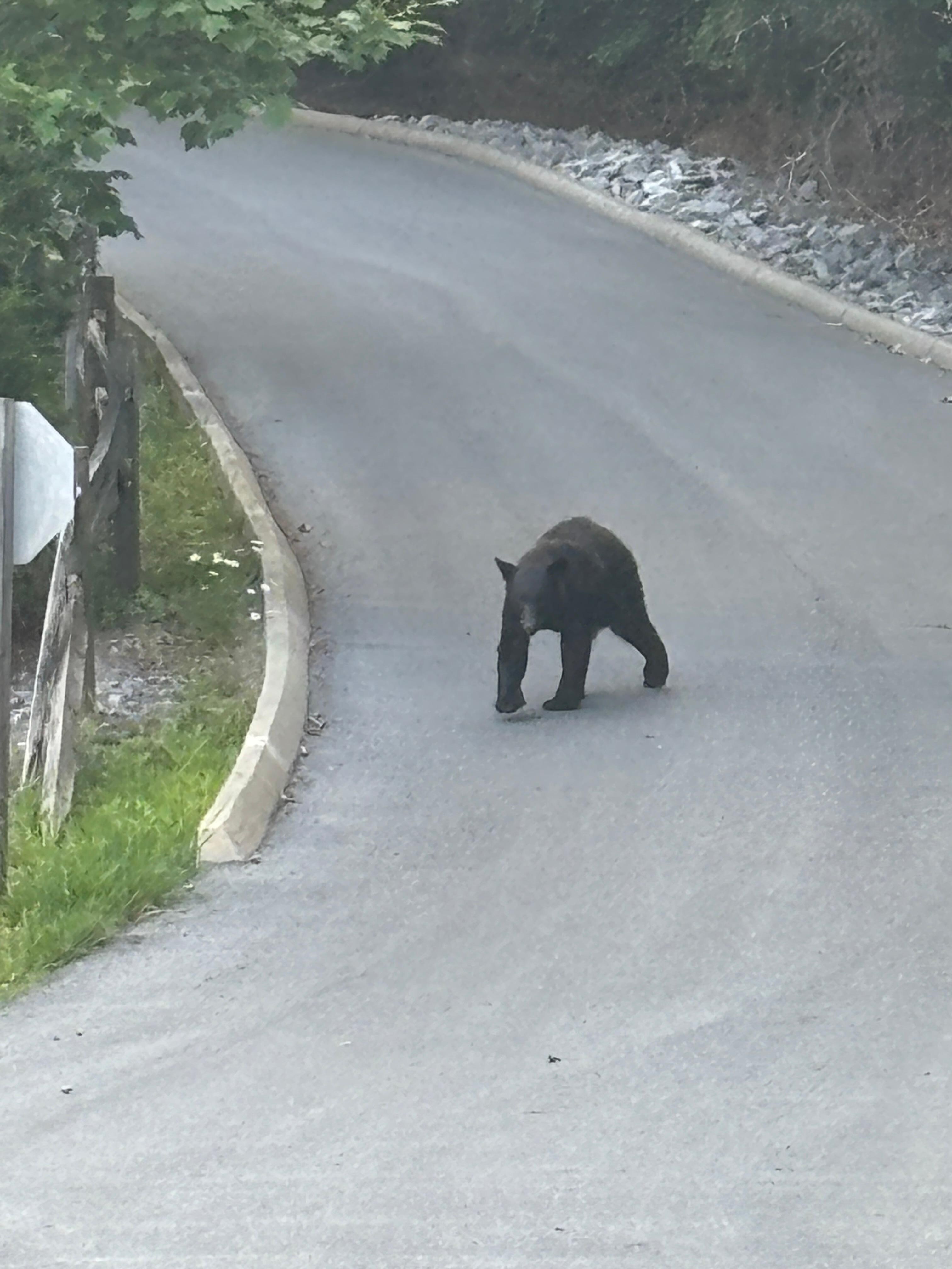 Just downhill from the cabin! 