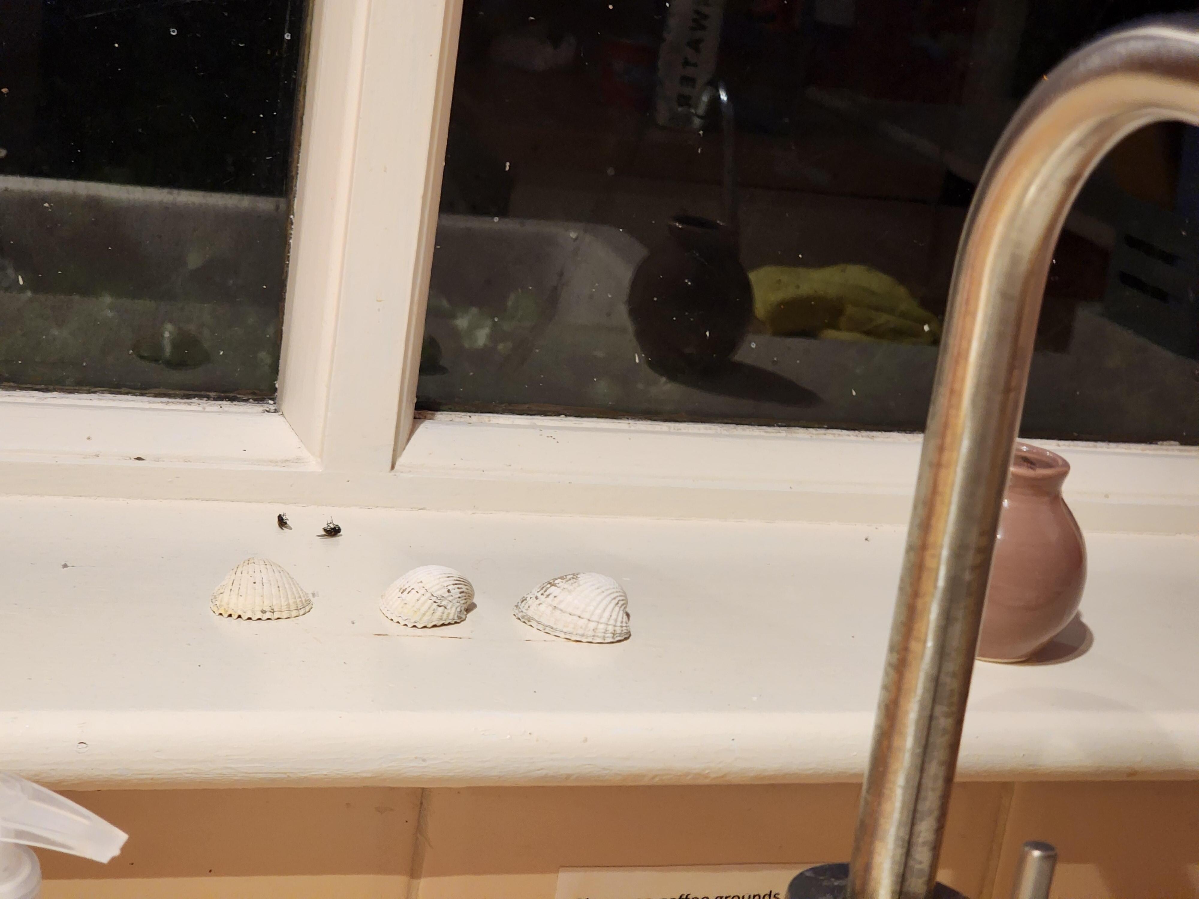 Dead flies in kitchen