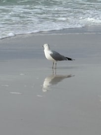 My buddy on my morning walk