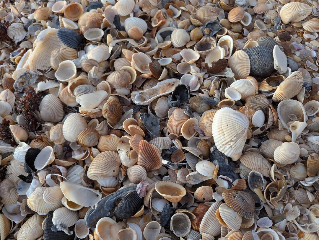 Shells EVERYWHERE. My kids loved it!