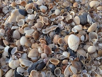 Shells EVERYWHERE. My kids loved it!