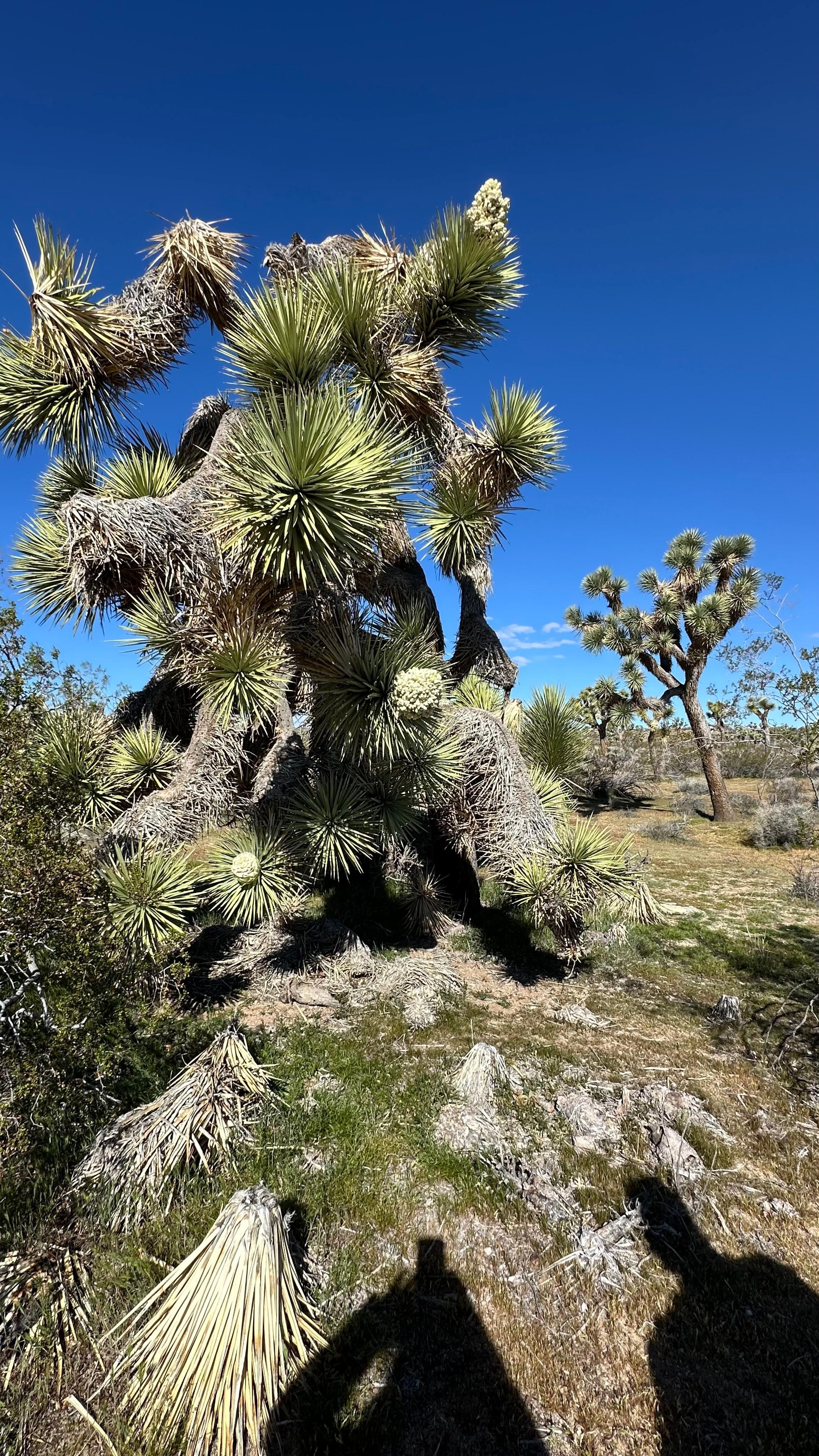 Joshua Tree across the street