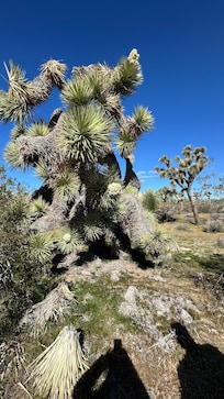 Joshua Tree across the street