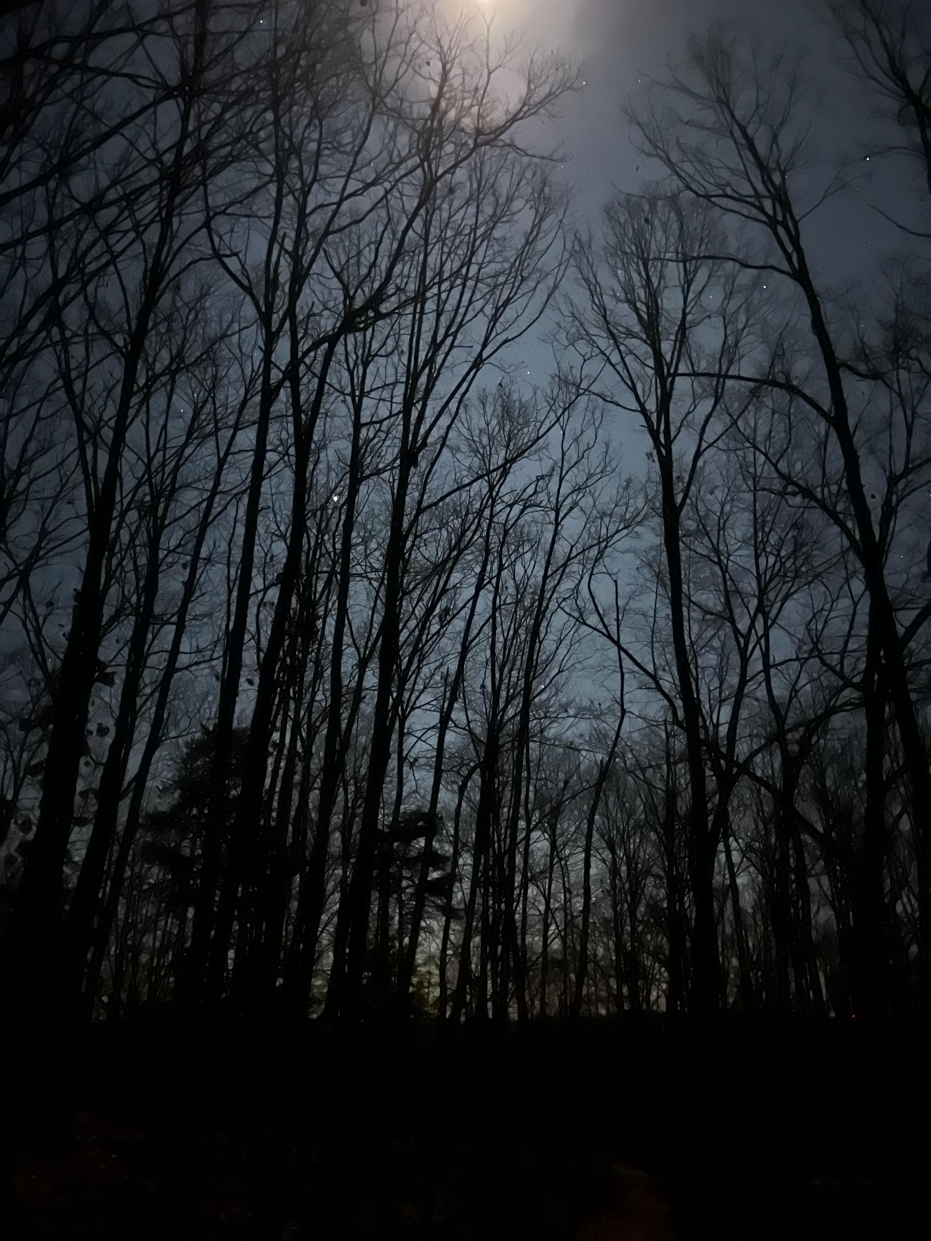 Moonlit walk with the dogs