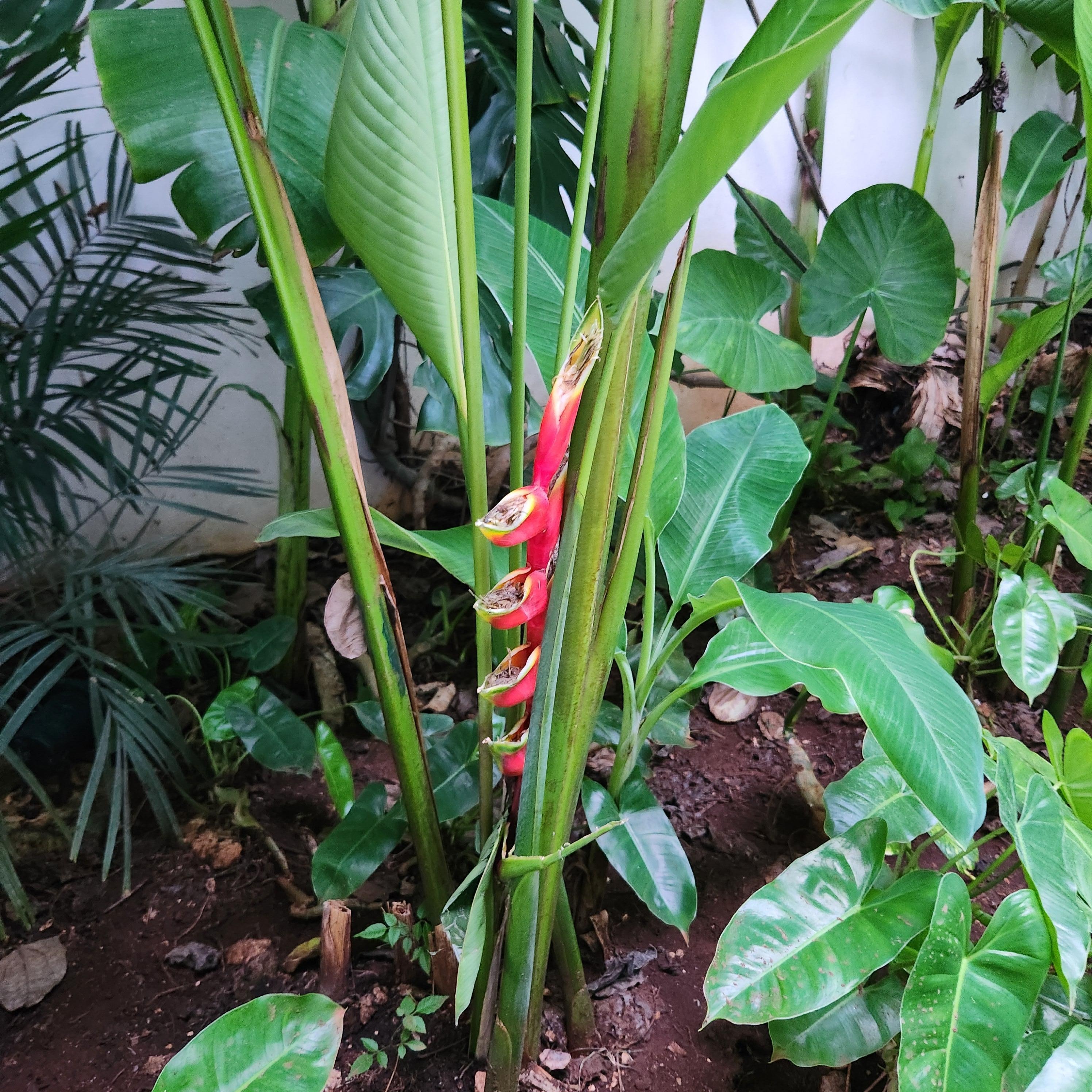 Beautiful garden
