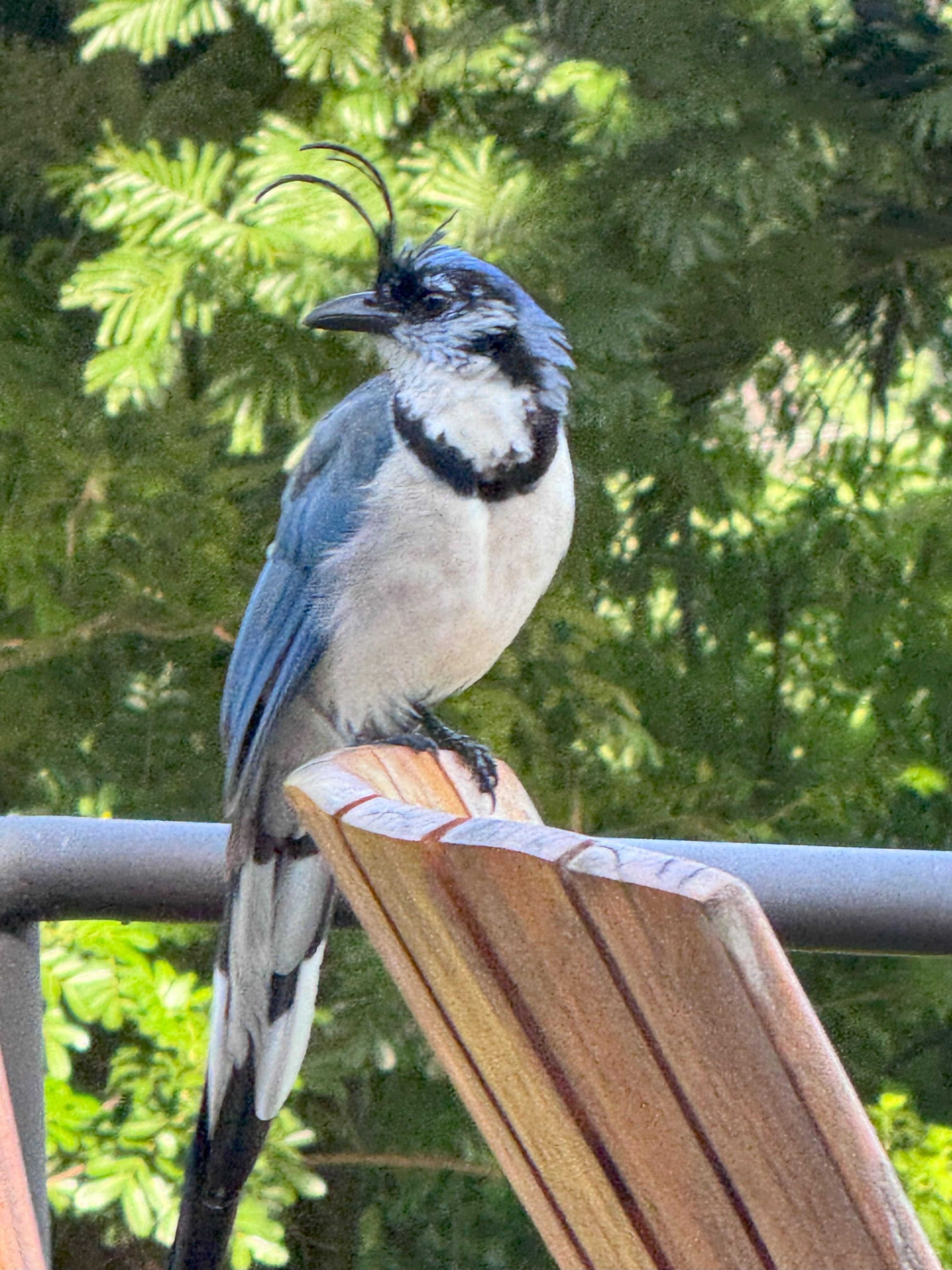 White-throated Magpie-Jay