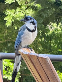 White-throated Magpie-Jay