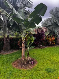 Banana tree