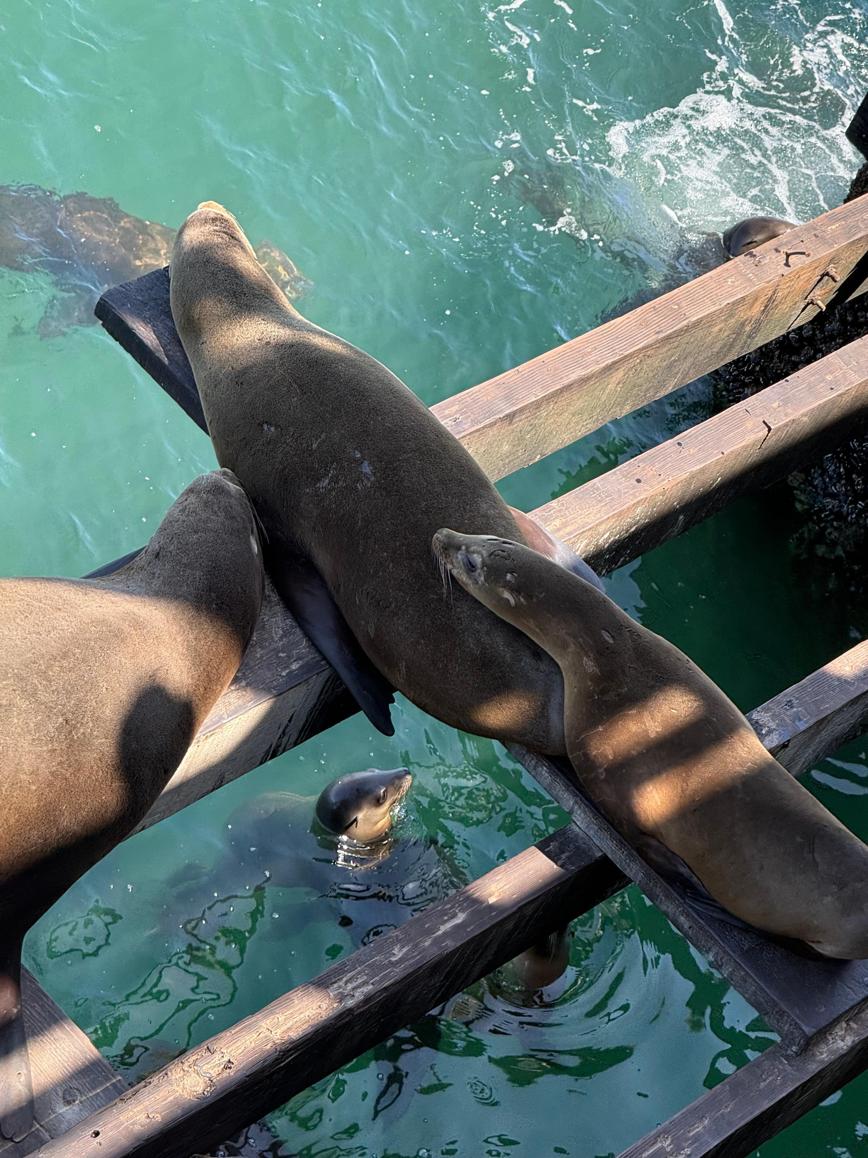 Bebes! On the wharf—5 mn walk