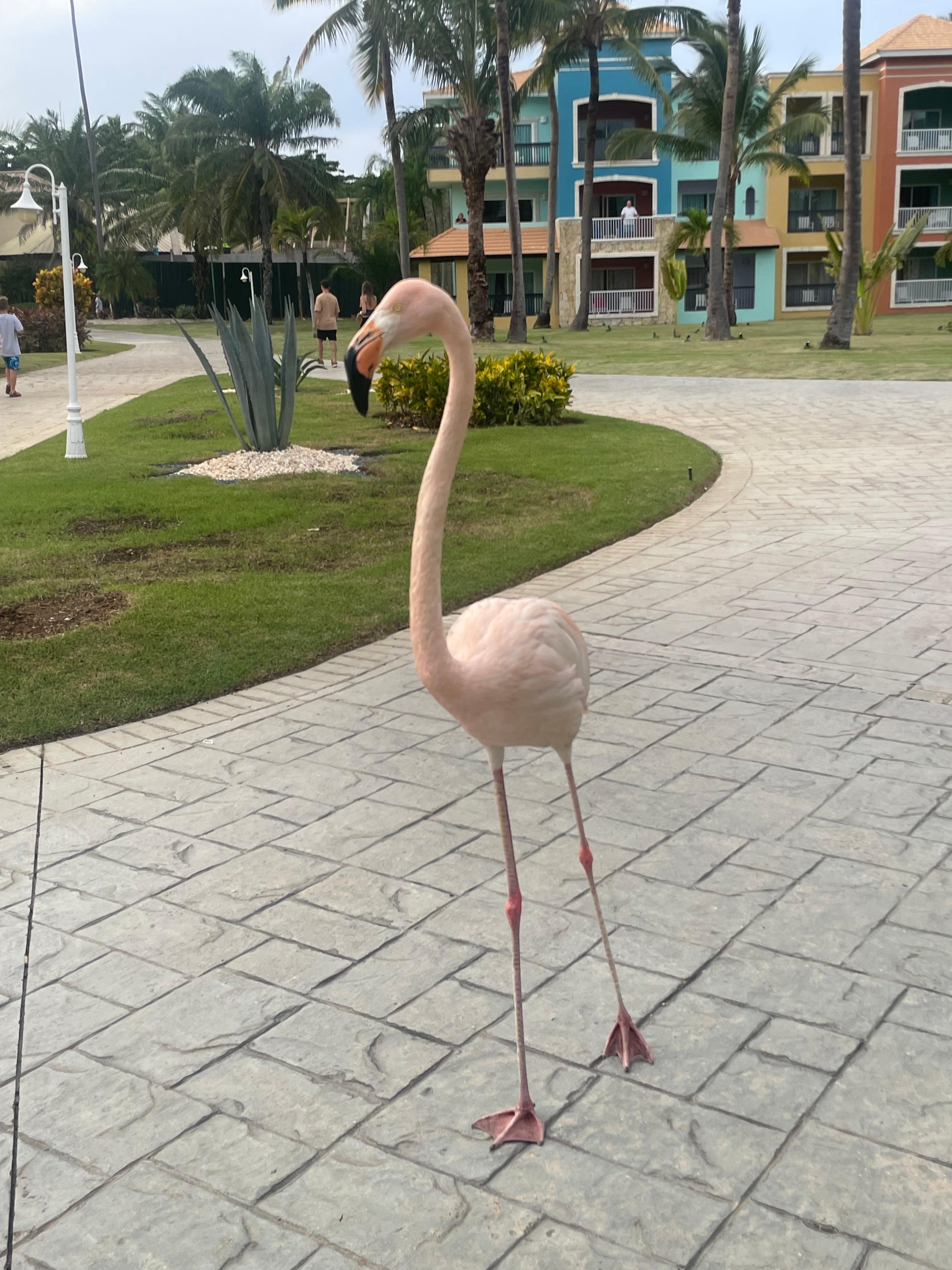 Punky the 1 flamingo that lives at tesort