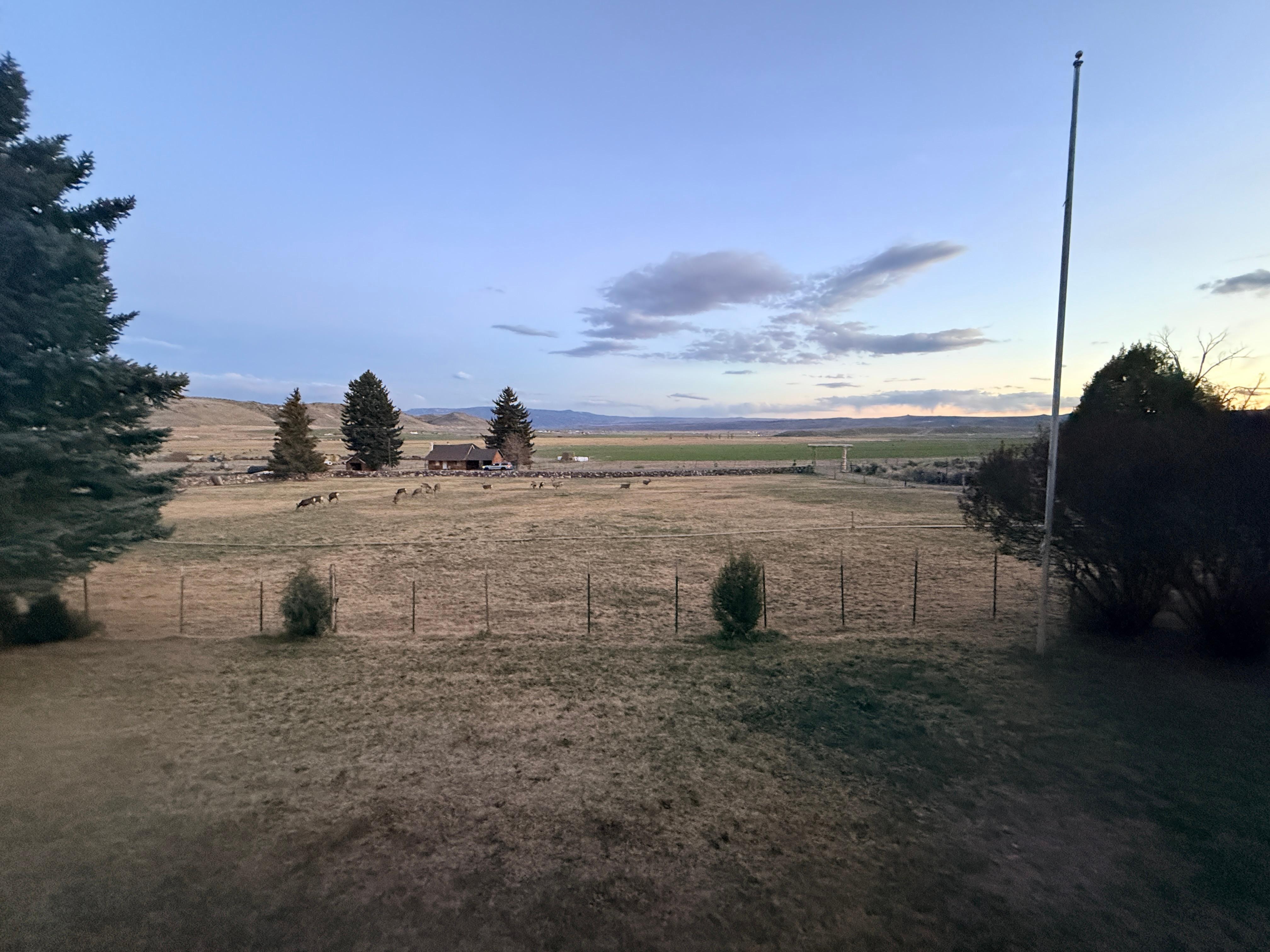 Deer eating in the field in front of the cabin in the evening