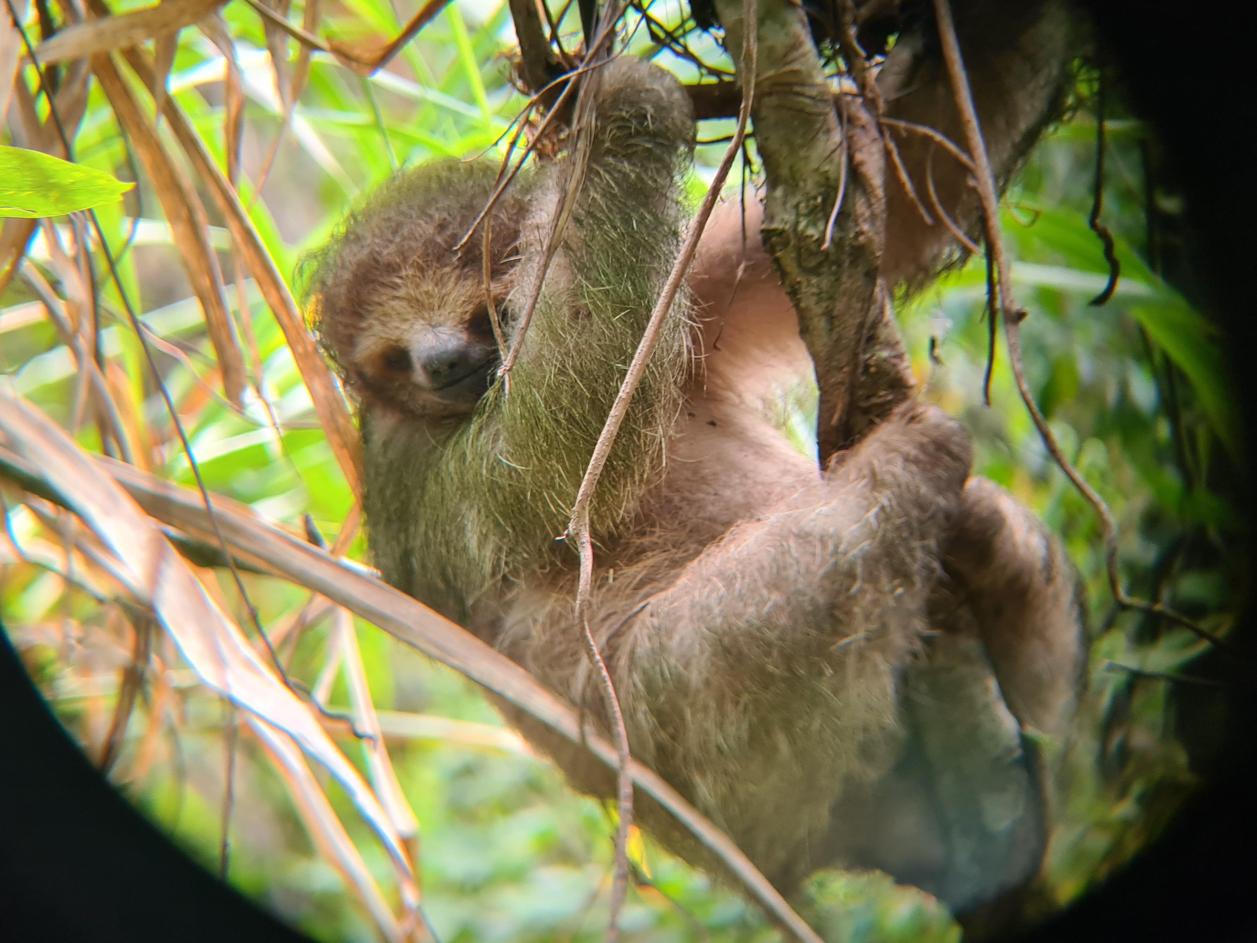 En dagars tur till regn skogen.