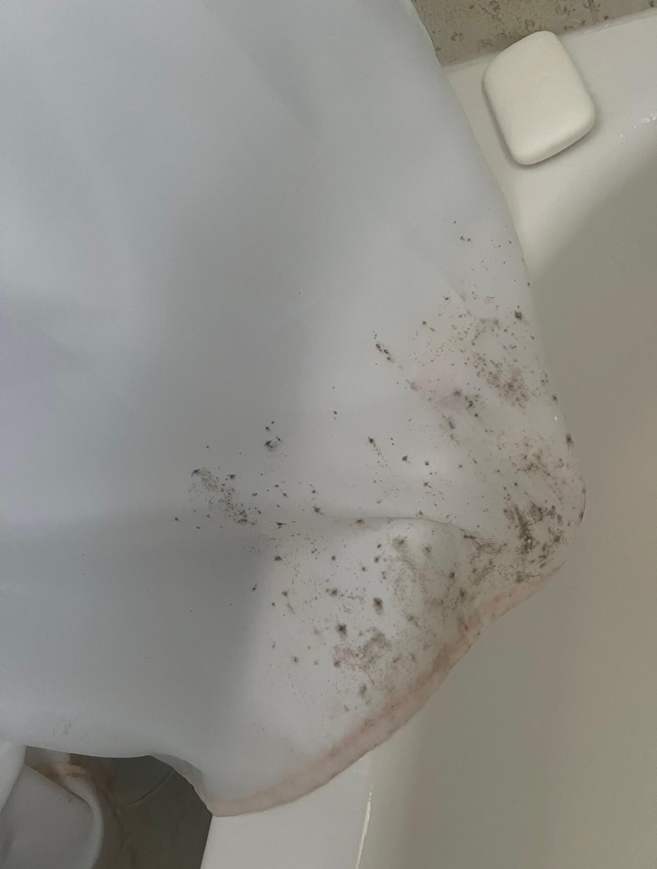 Mold on shower curtain 