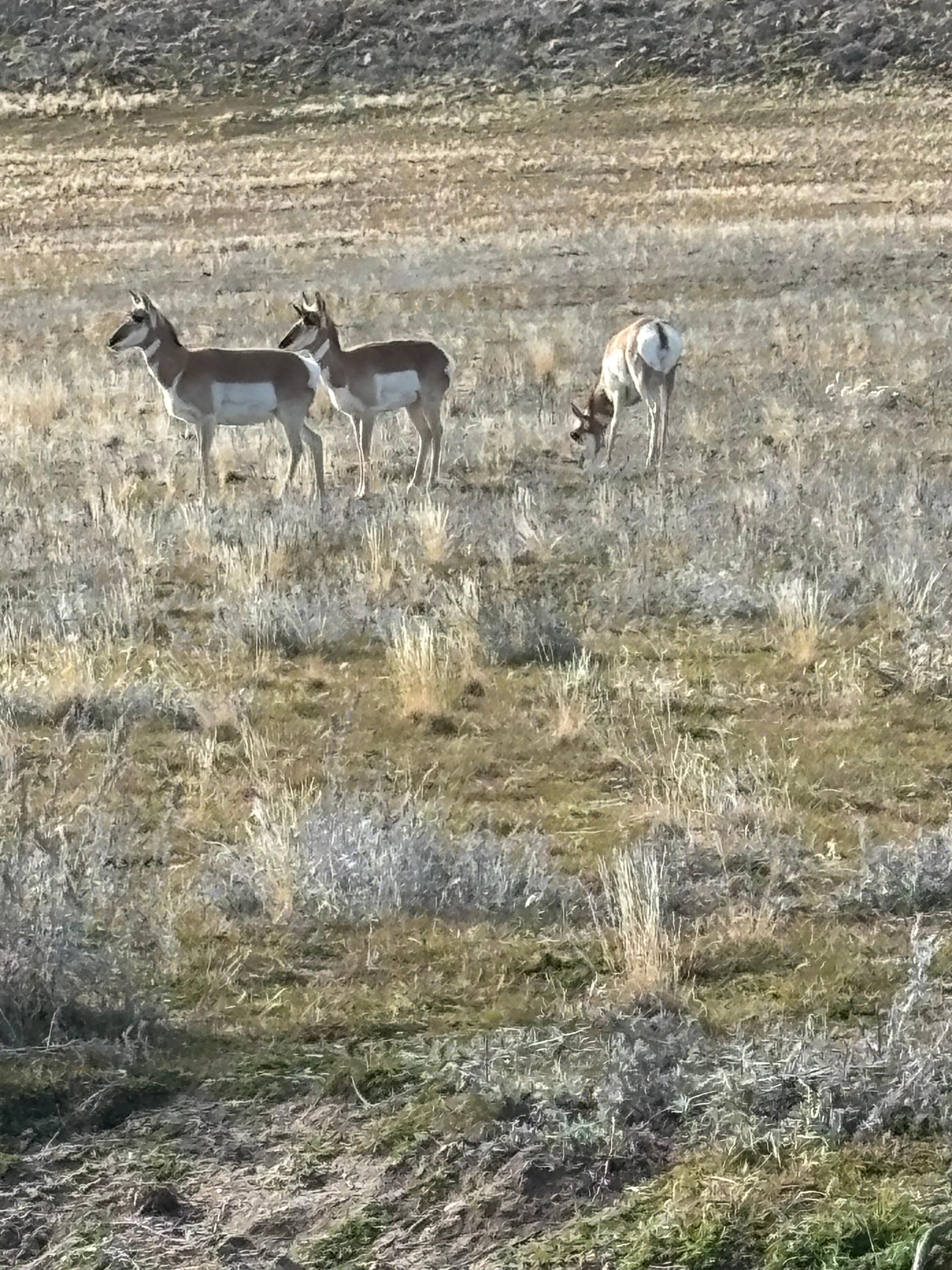 Antelope on Antelope Island 
