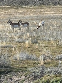Antelope on Antelope Island