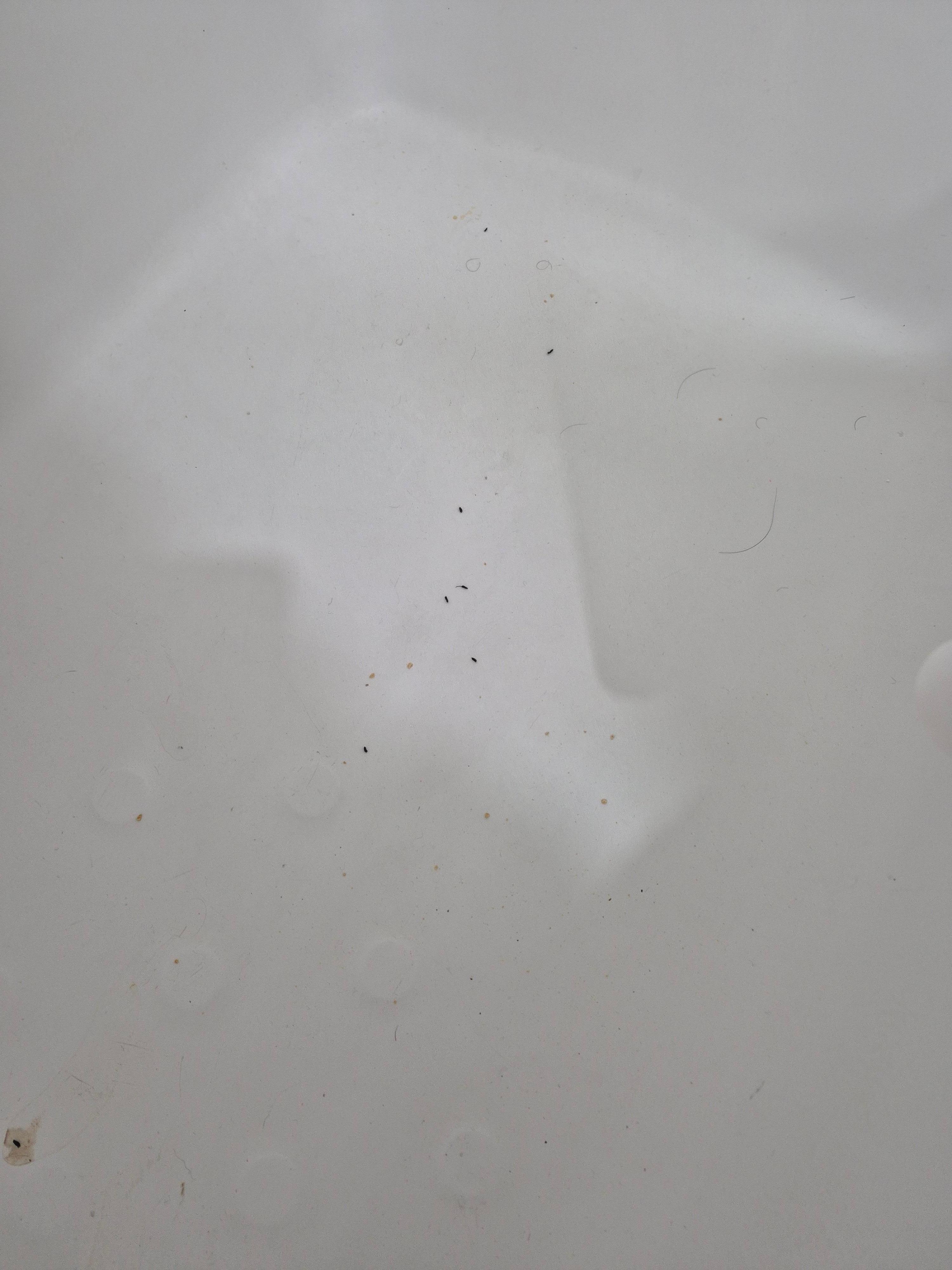 Mouse poop in bathtub