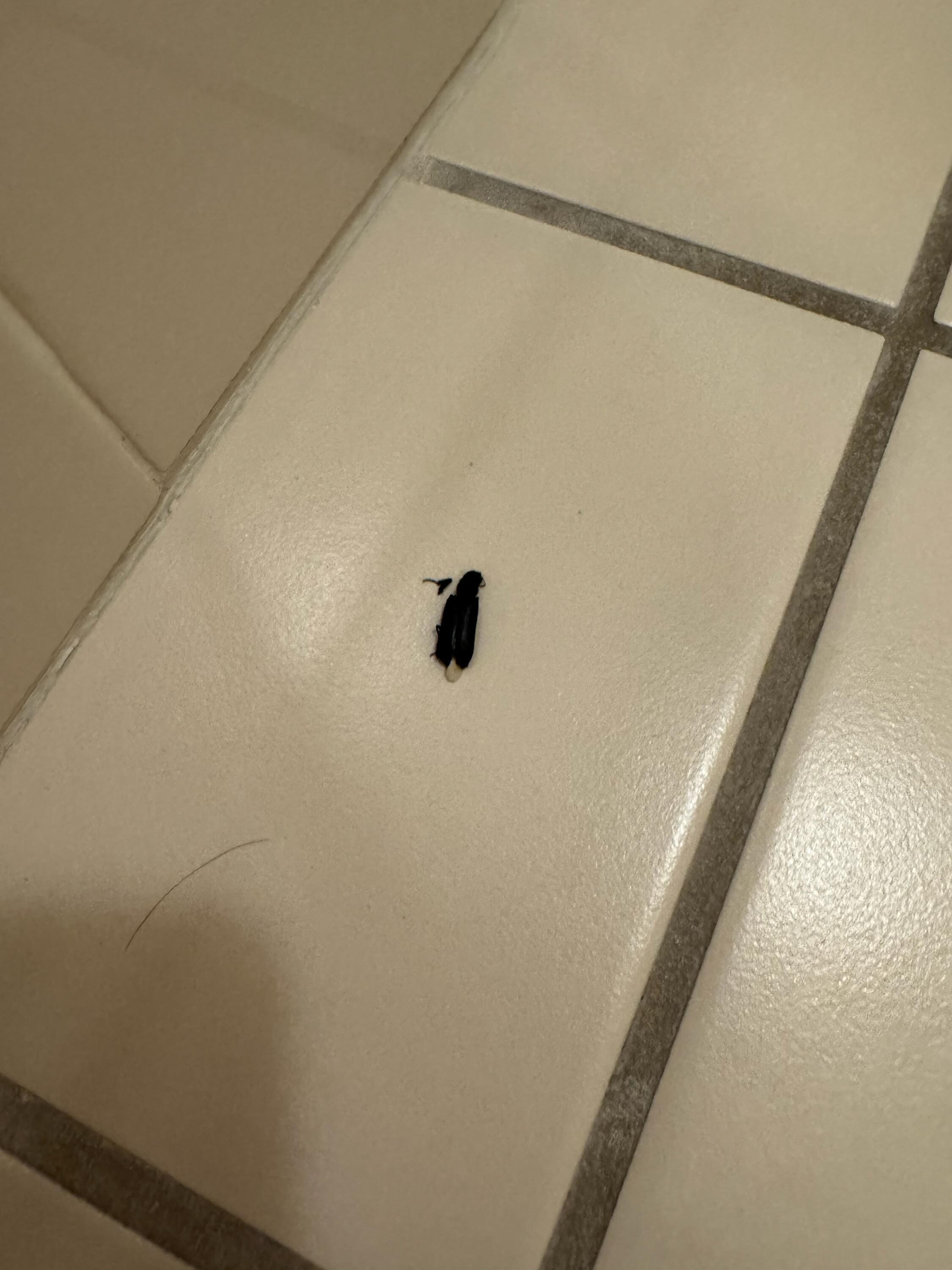 Found on 6/29/25 (room 715).