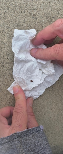 Bedbug from Bed (dead)