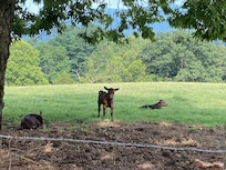 baby cows up the road