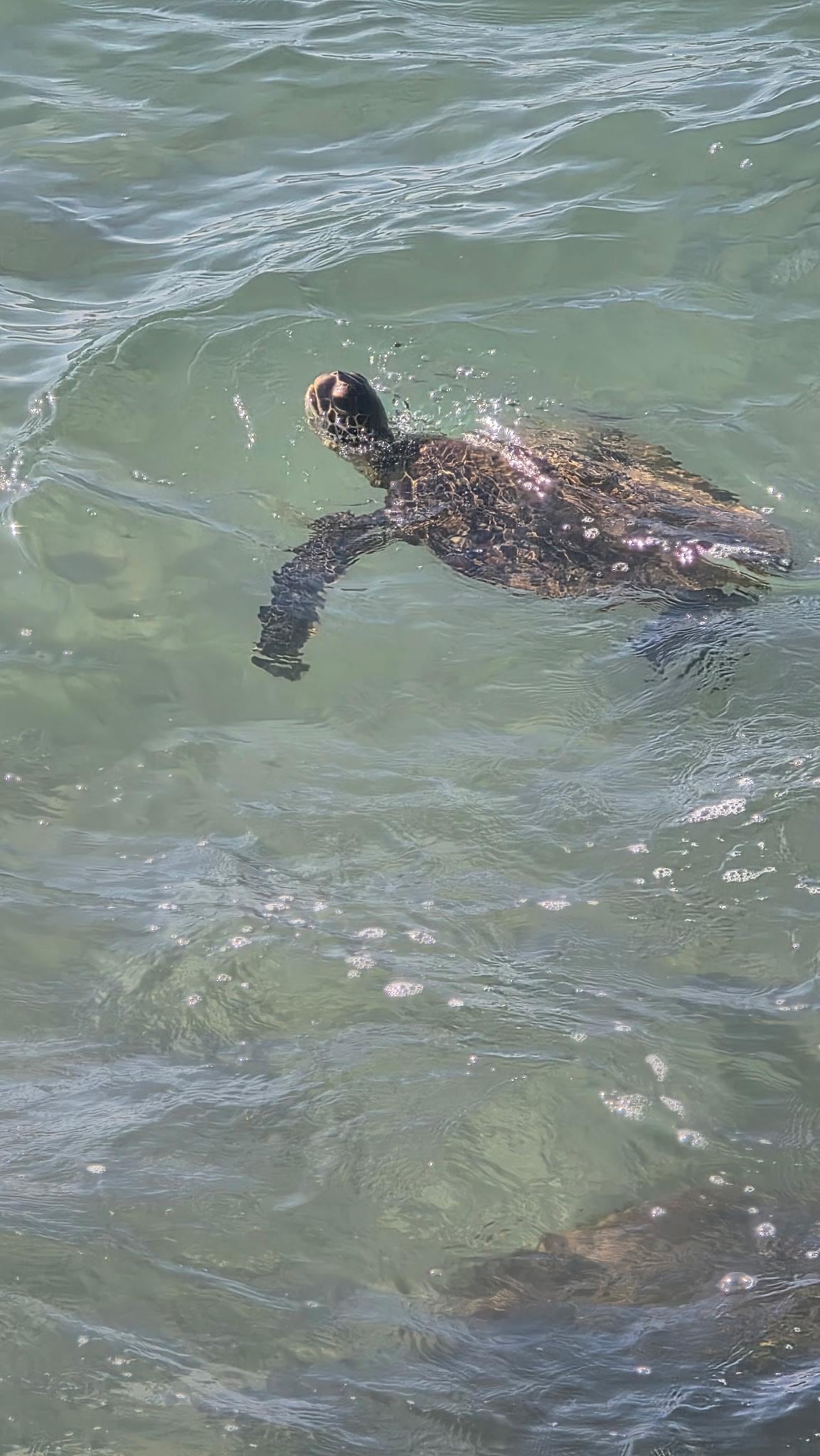 Turtles along the seawall