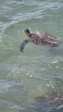 Turtles along the seawall
