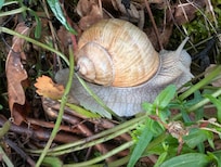 Eine echte (Mosel)Weinbergschnecke 😉