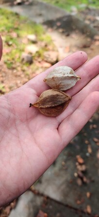 According to Google Lens these are Hickory Nuts. I found them on the front walk.