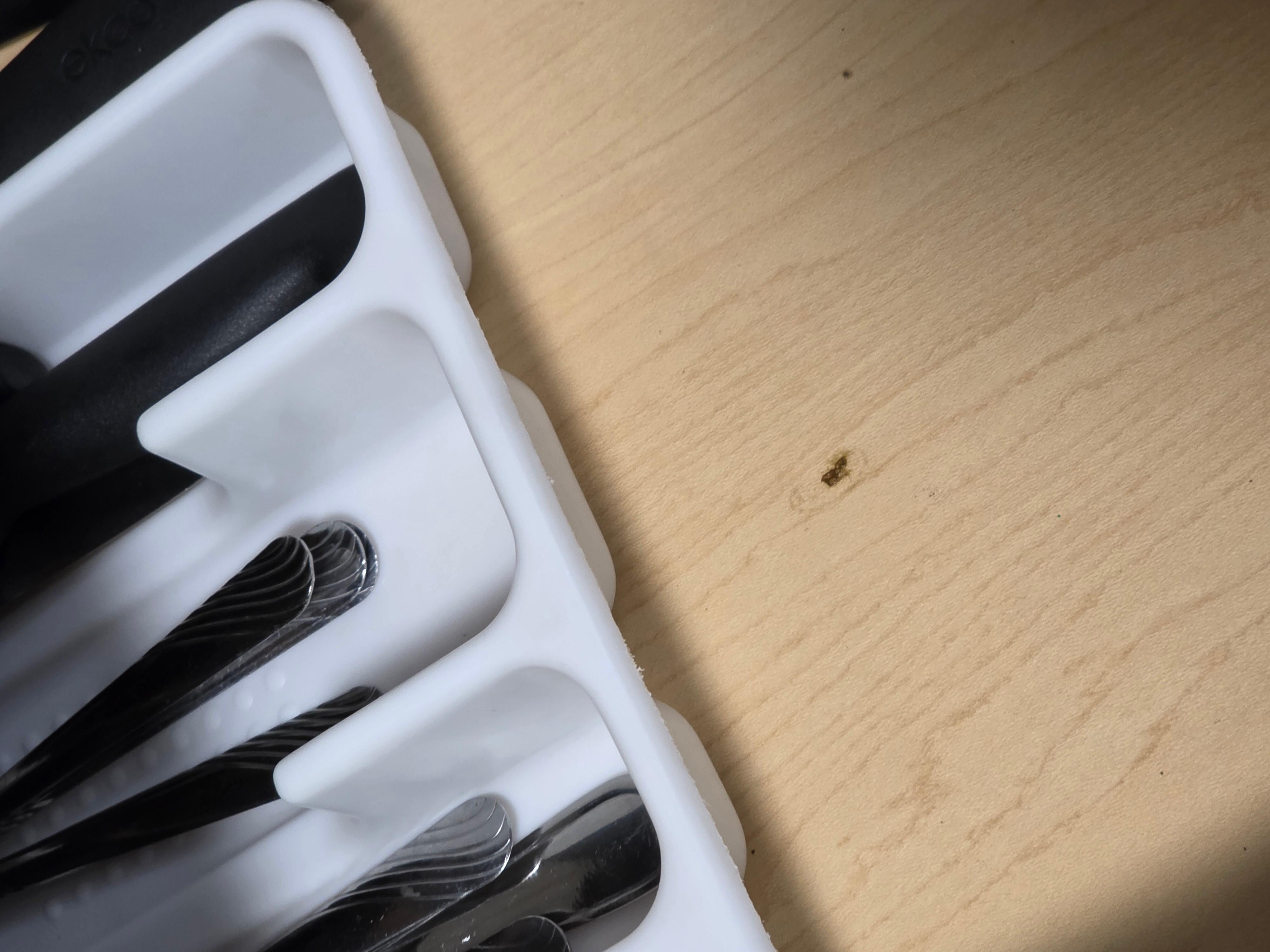 Roach in the drawer with utensils