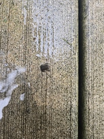 Lots of these cute little frogs when we went. What a little treat to get to see.