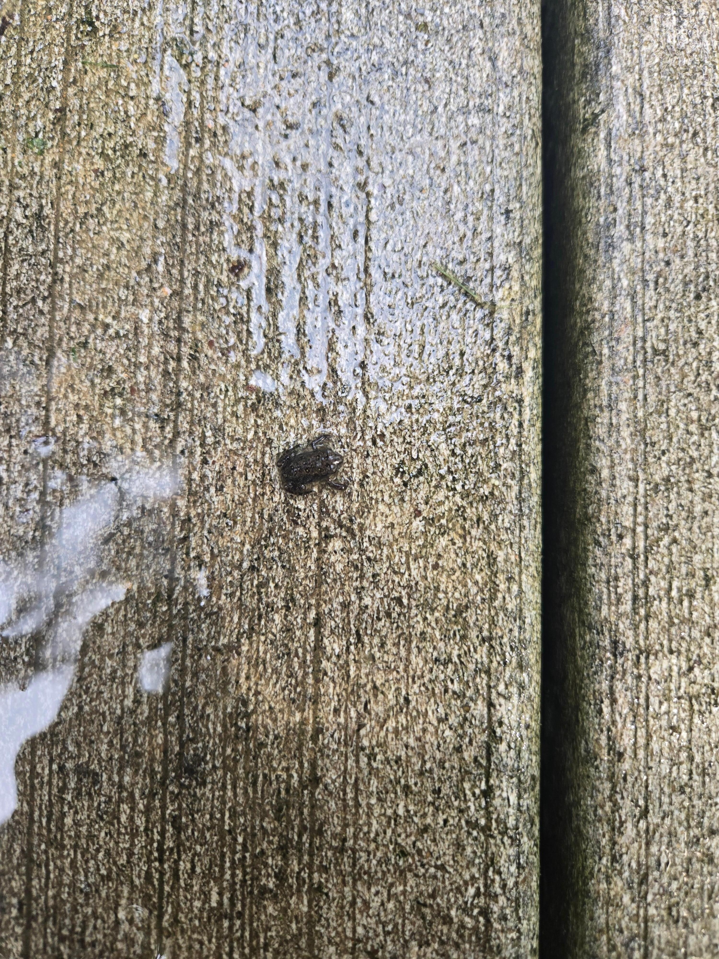 Lots of these cute little frogs when we went. What a little treat to get to see. 