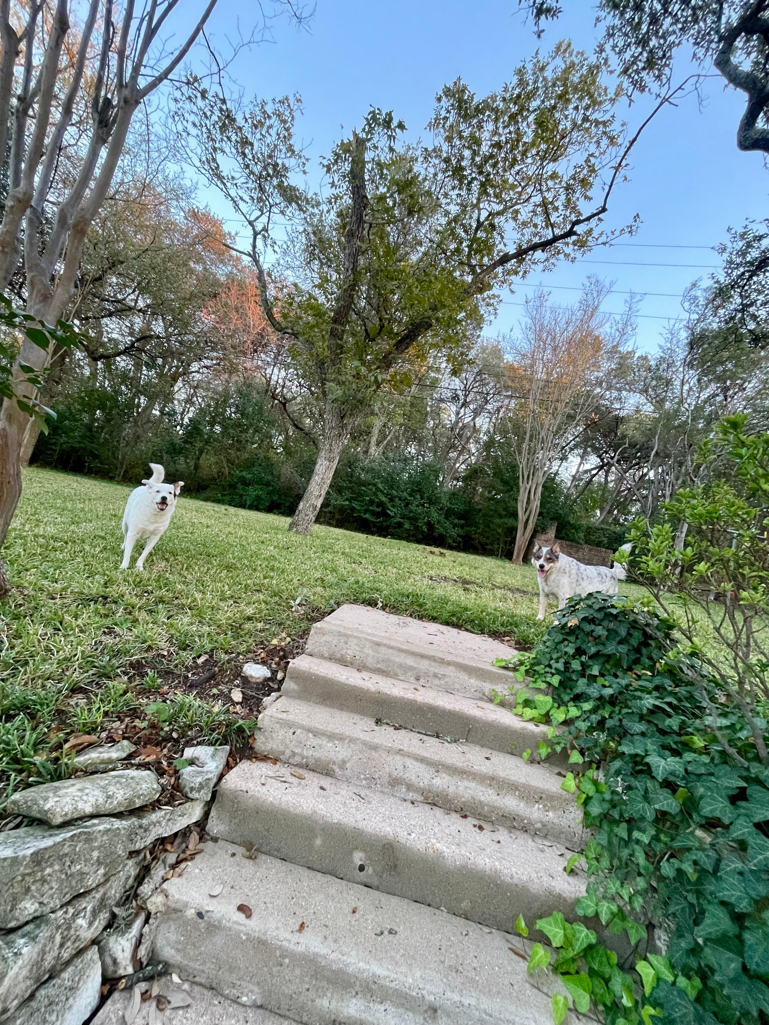 Dogs loved running up and down the stairs enjoying backyard! 