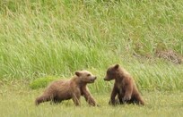 Watching the cubs play in Katmai National Park