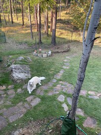 Pup friendly accommodations