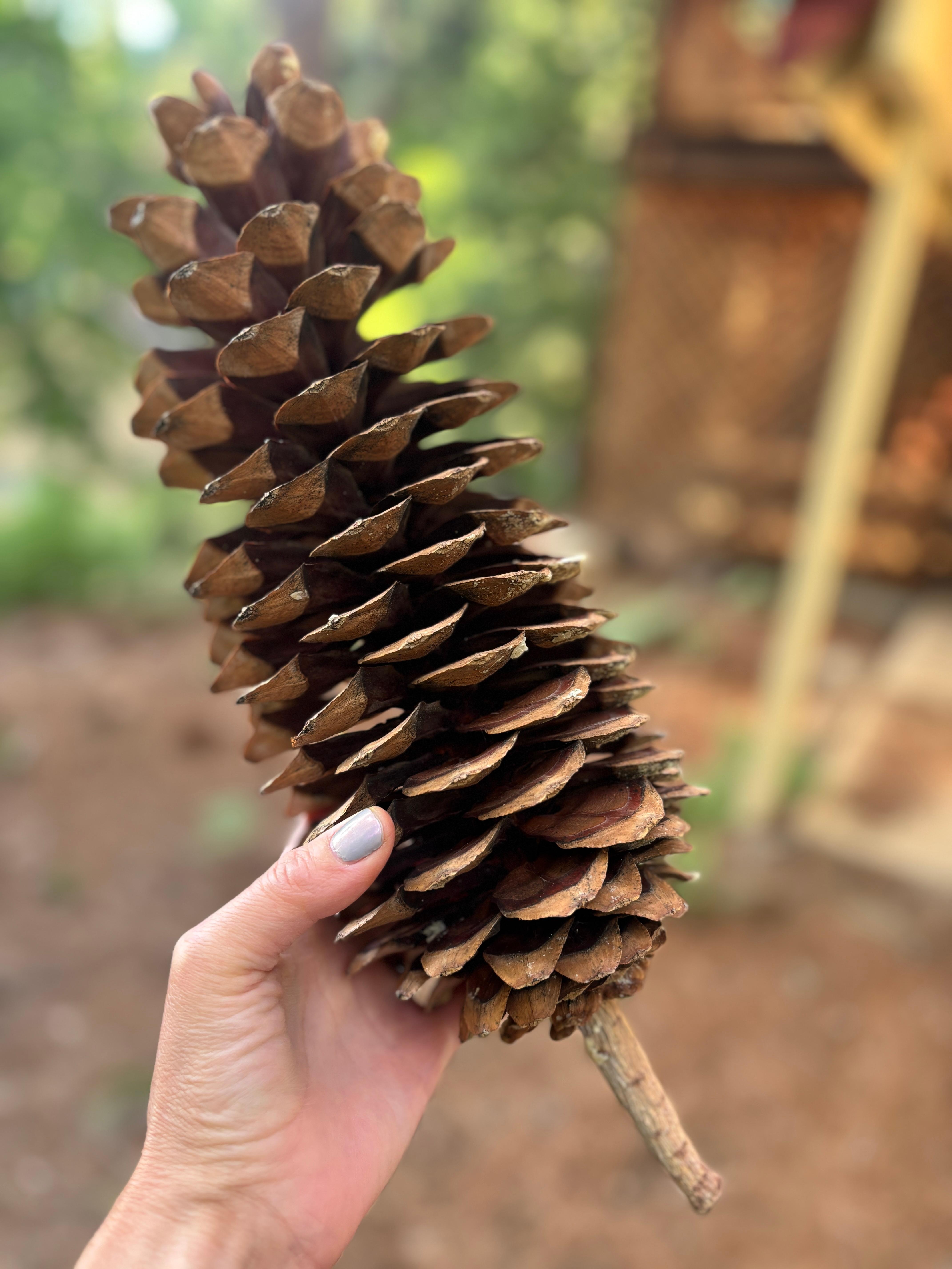 Huge pine cones in the backyard!