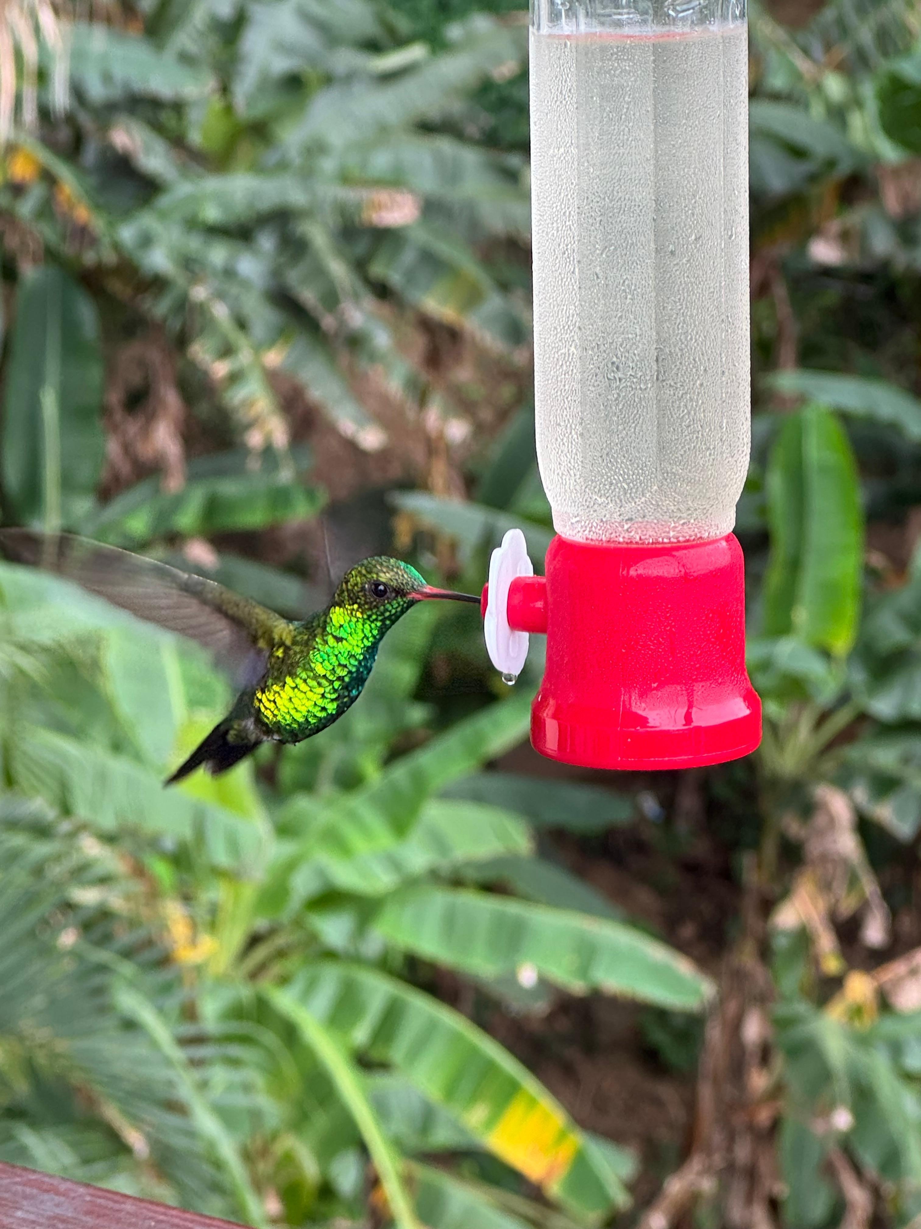 Hummingbirds