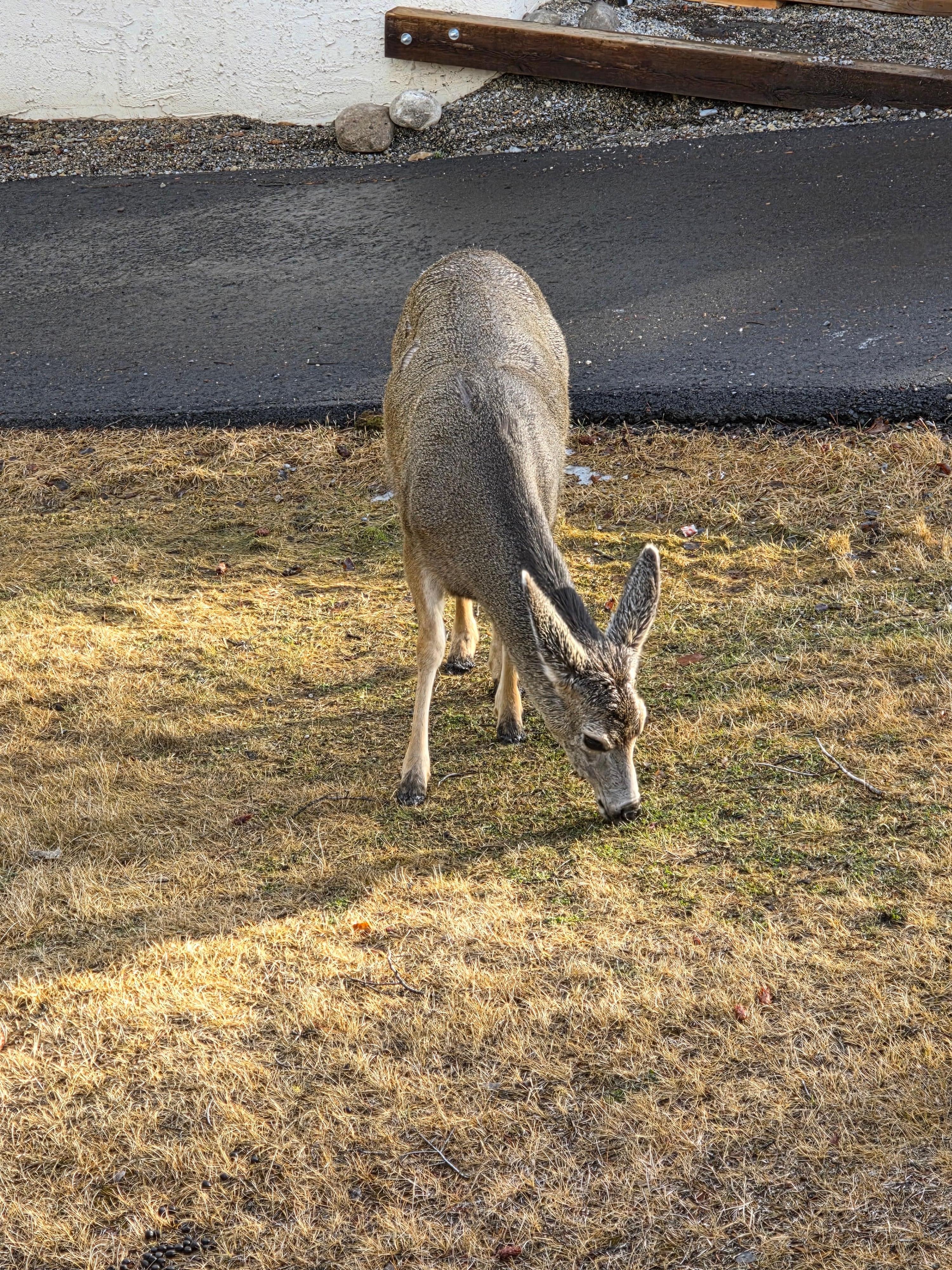 Right outside of our window !!!