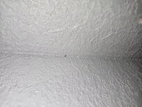 Cockroaches