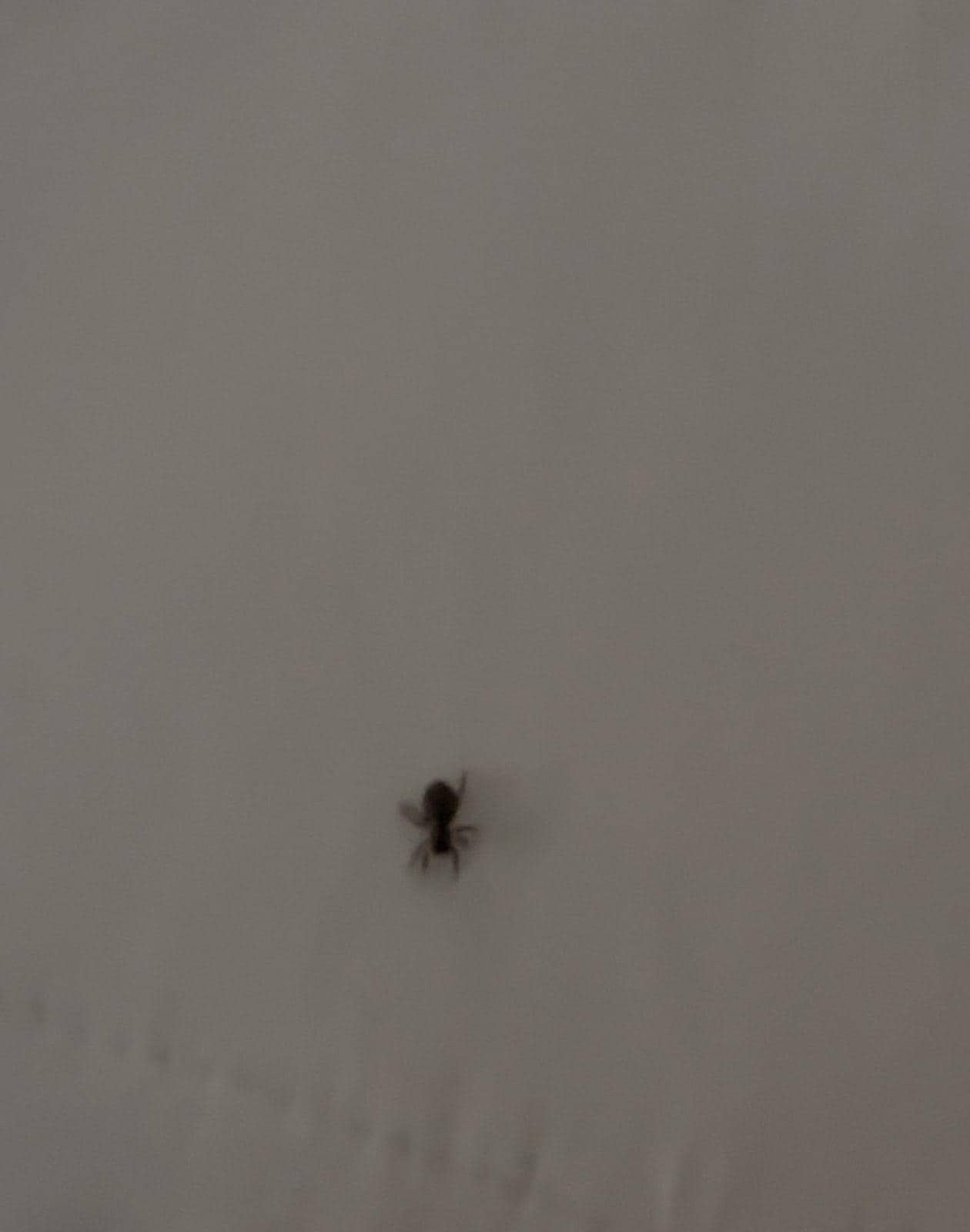 Araña bajo la almohada 