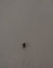 Araña bajo la almohada