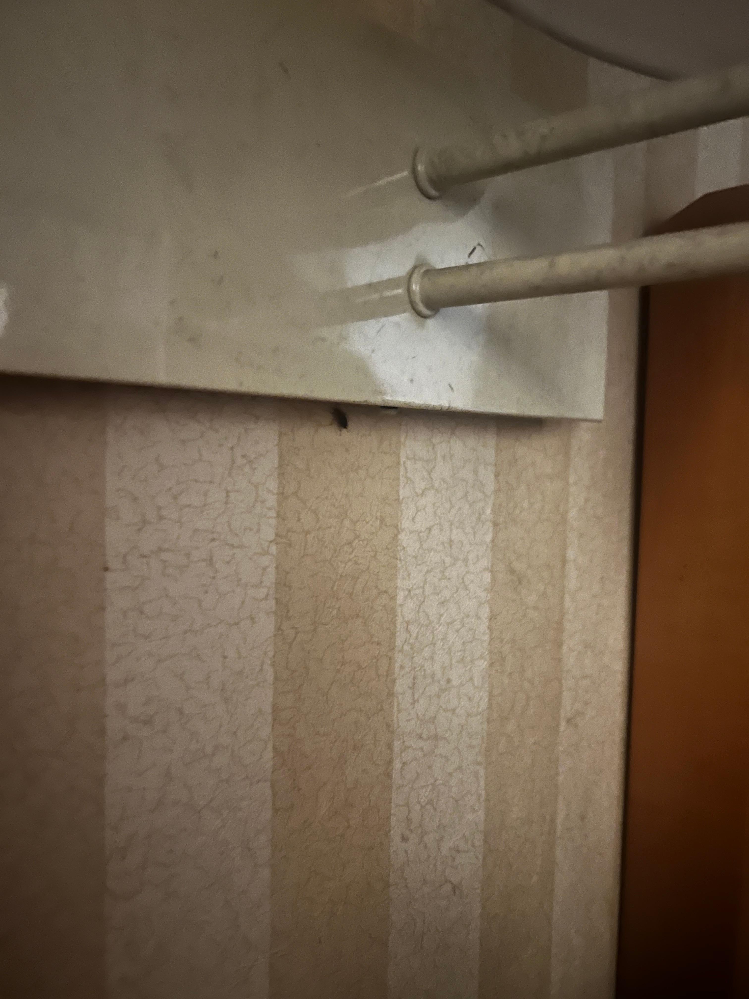 More cockroaches on the walls