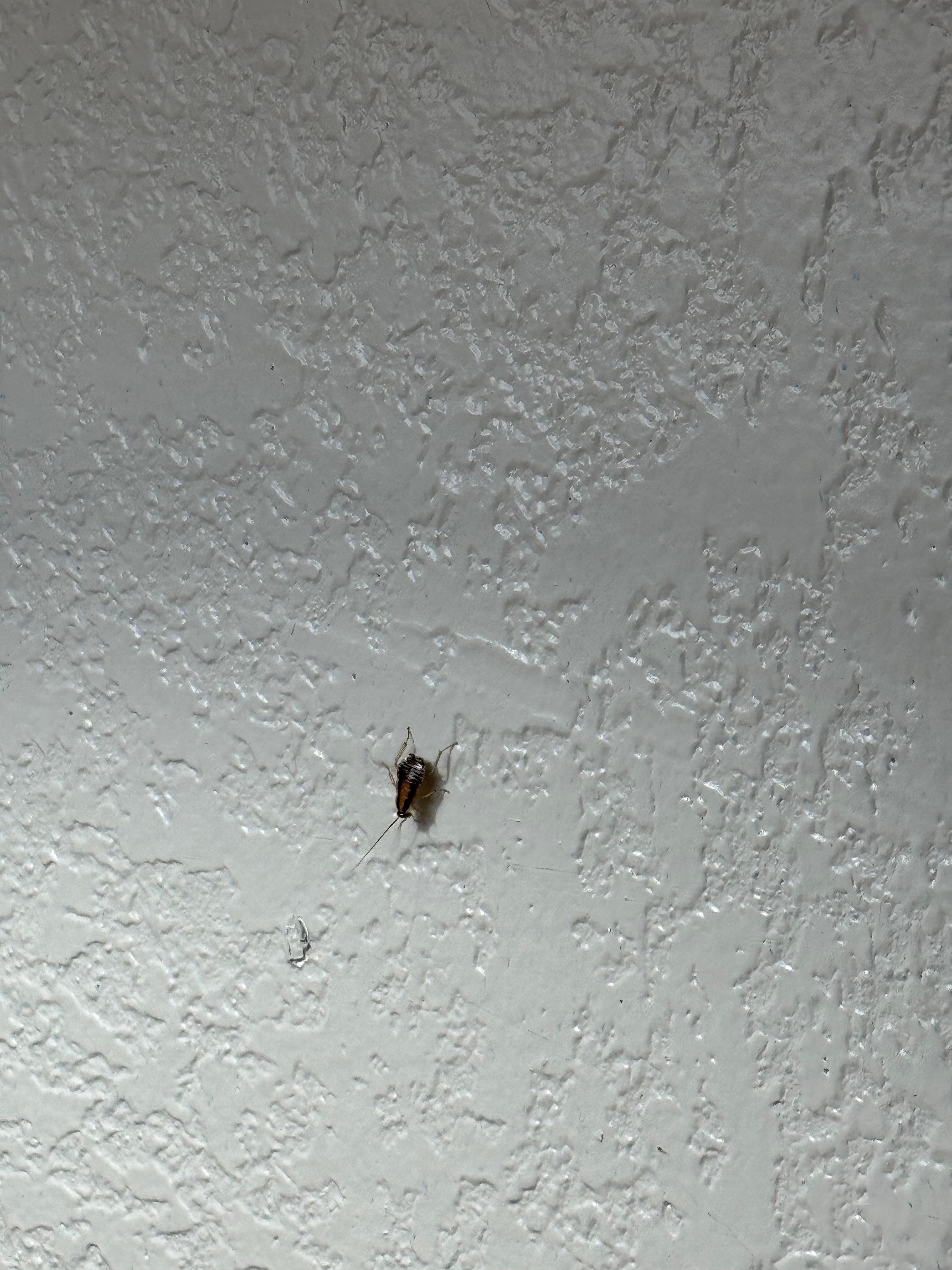 Roach number 2 by the nightstand directly next to bed