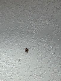 Roach number 2 by the nightstand directly next to bed