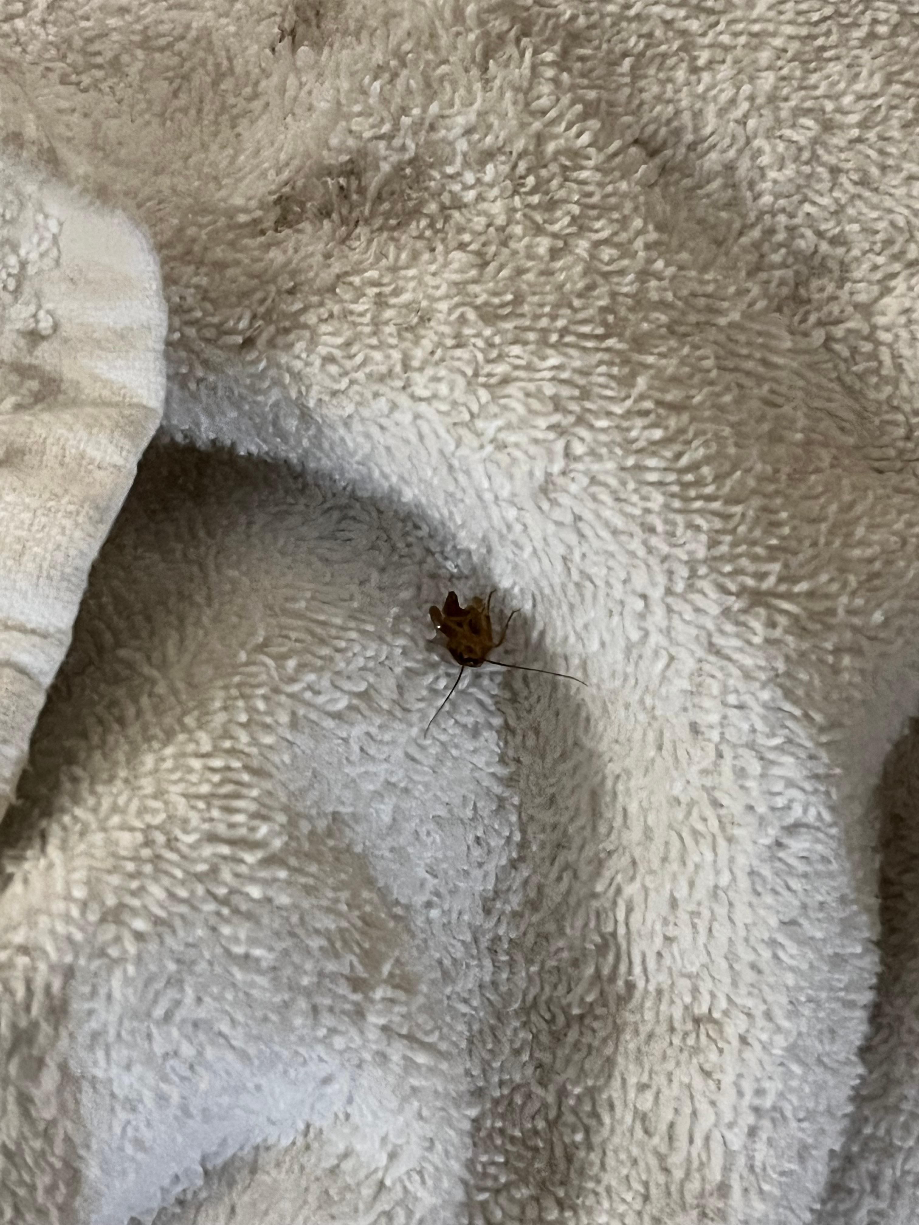 There were several instances were we saw roaches around and the place does not look the same as in the description 