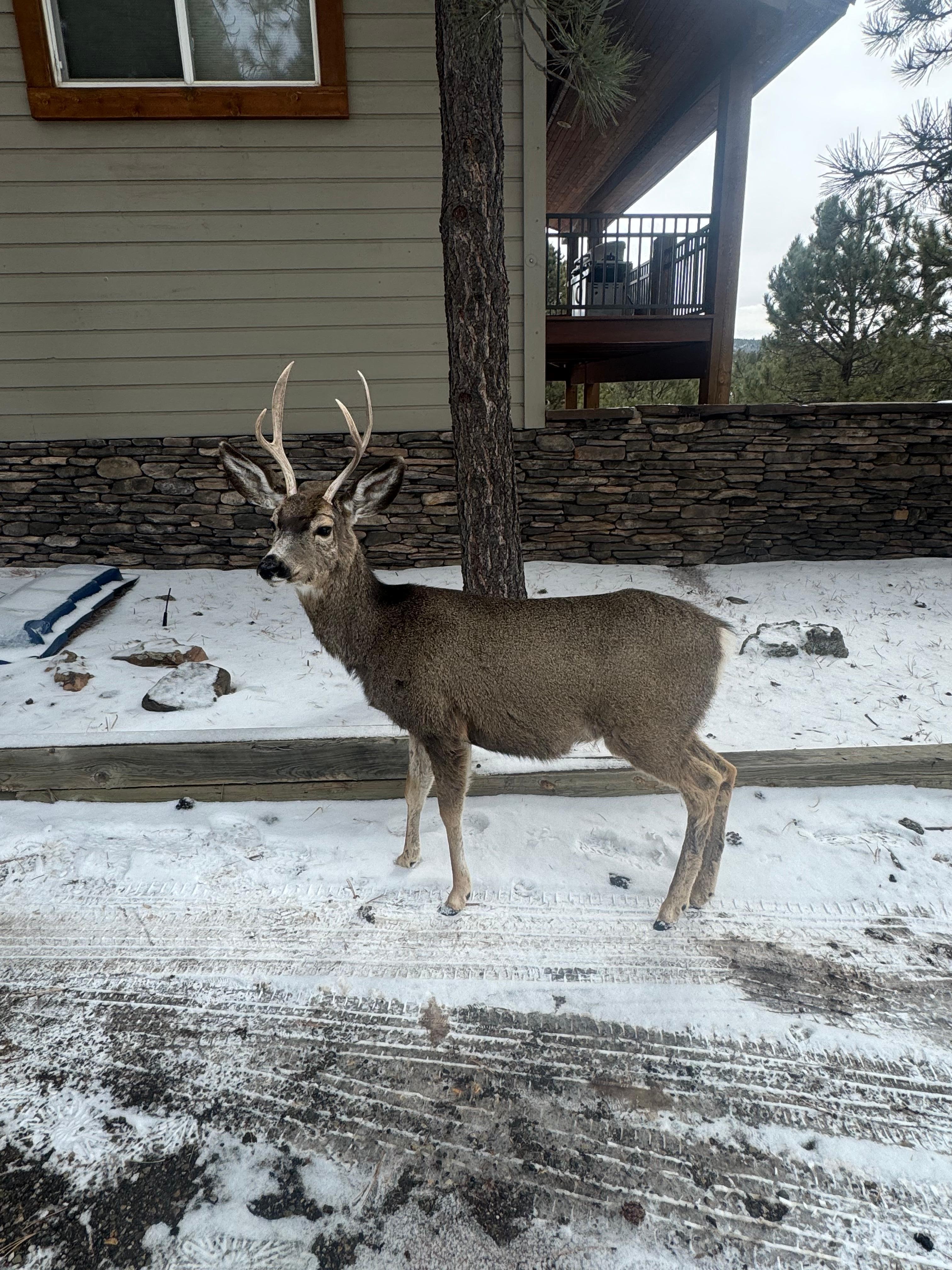 The wildlife came to visit us before we left!