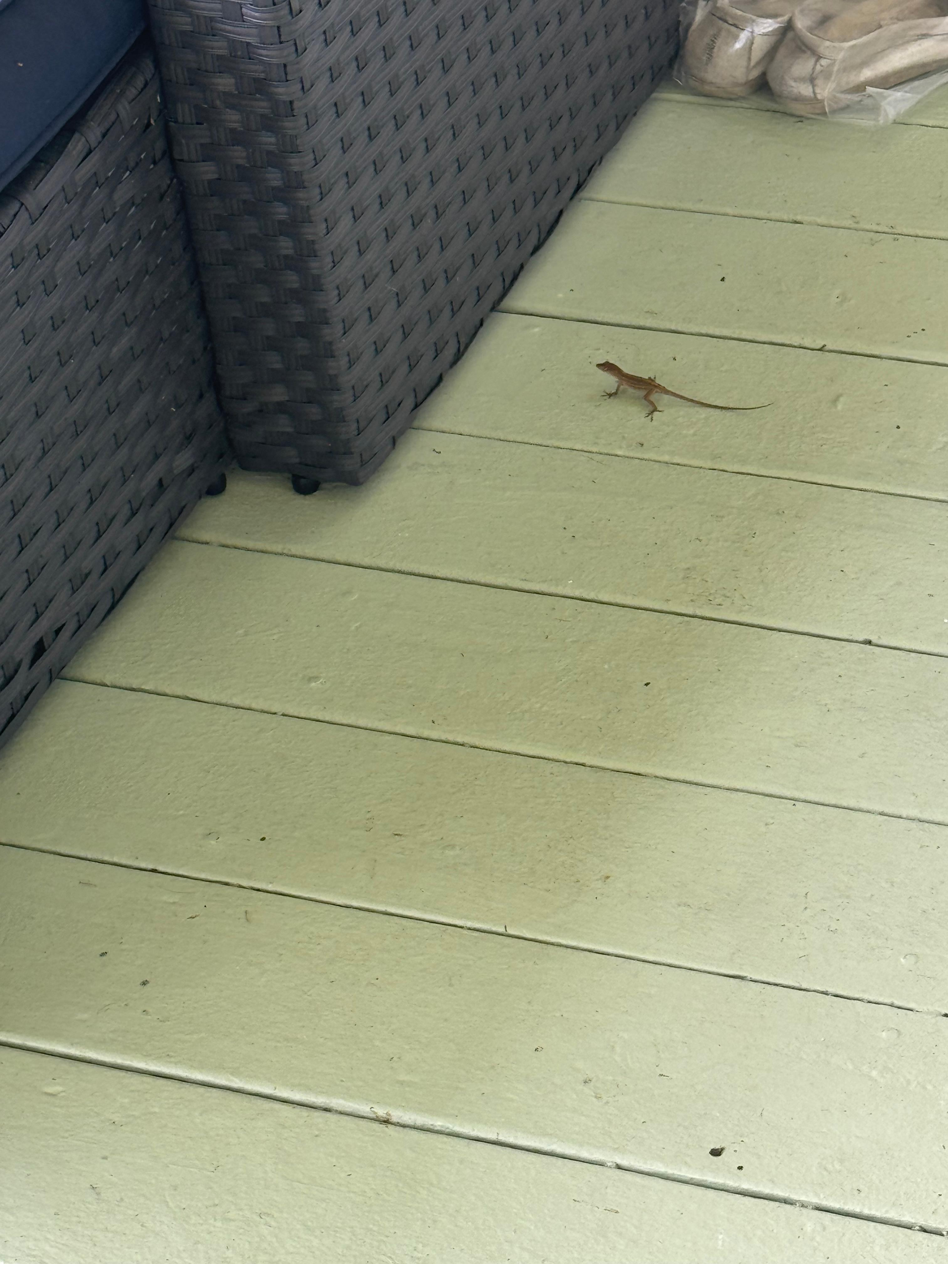 Cute little lizards on the porch 