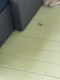 Cute little lizards on the porch