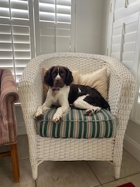 Liffey claimed her favorite chair!