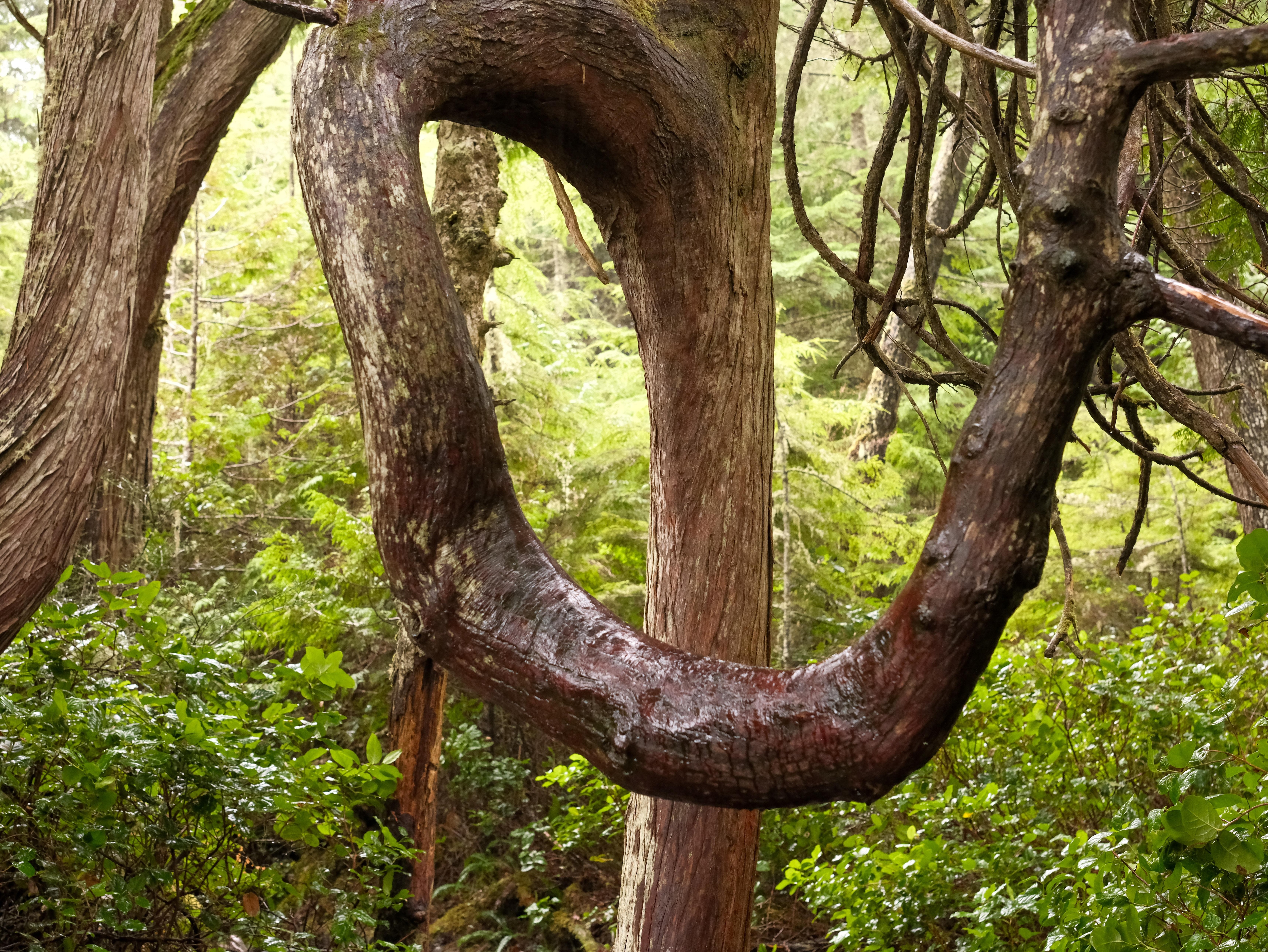 Approach of Botanical Beach