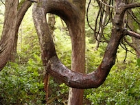 Approach of Botanical Beach